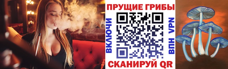 Галлюциногенные грибы Psilocybe  Каменка 